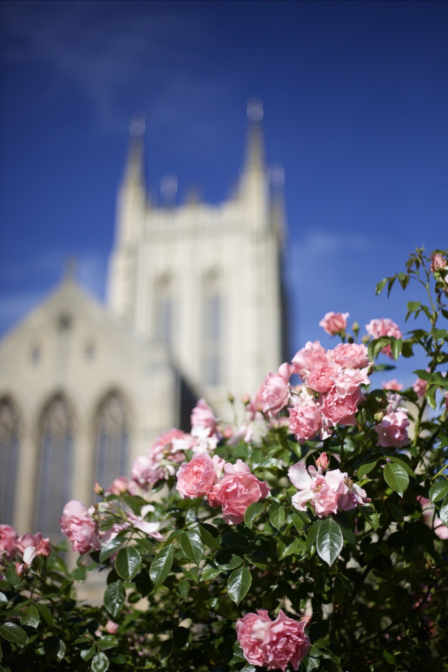 cathedral and roses